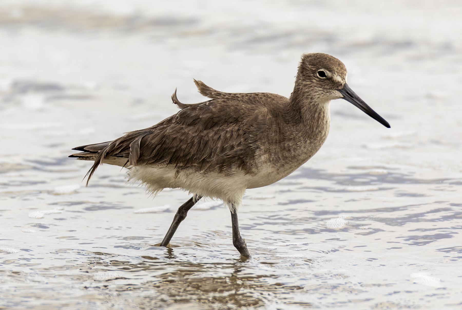 Red Knots, Port Aransas, Texas